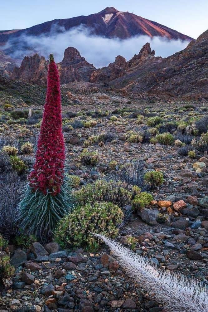 La Casita Ma Petite Folie Tenerife Санта-Крус-де-Тенеріфе Екстер'єр фото